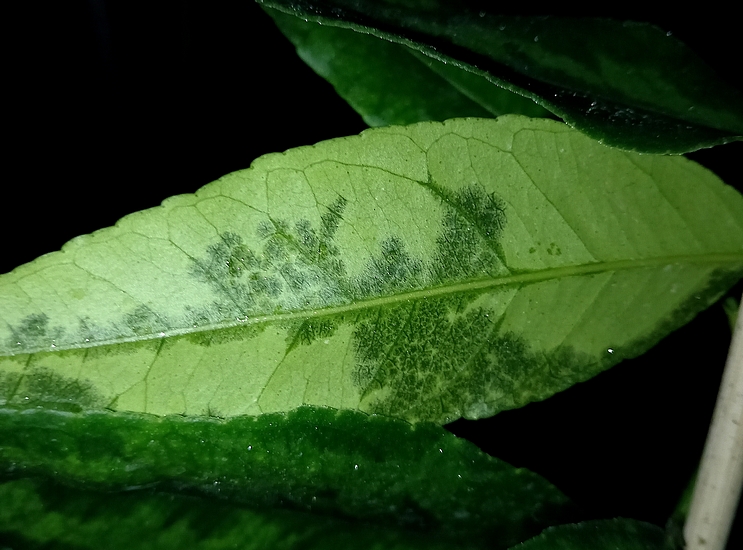 Citrus unshiu Marcov. : sympt�mes de gel sur feuille.